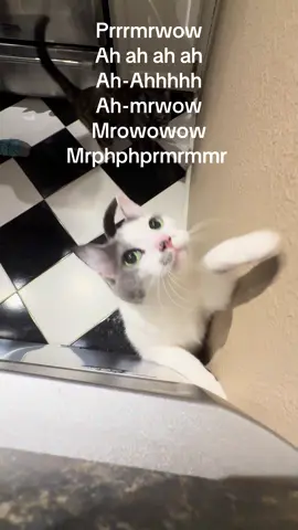 AH GOOD MORNING #cat #katze #neko #gato #meow 