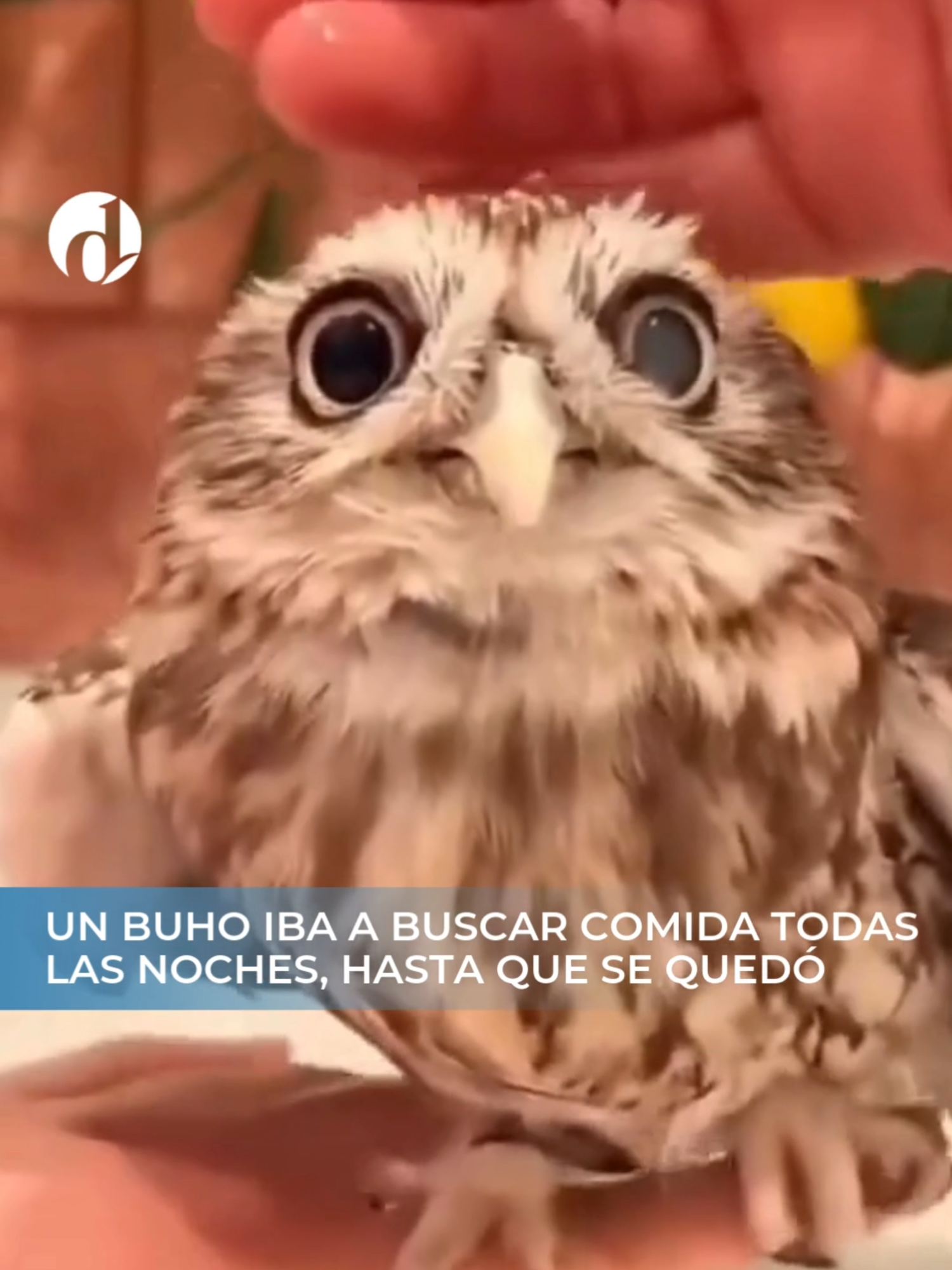 La hermosa historia de un #buho que iba todas las noches a buscar comida, hasta que se quedó 🦉 #animales