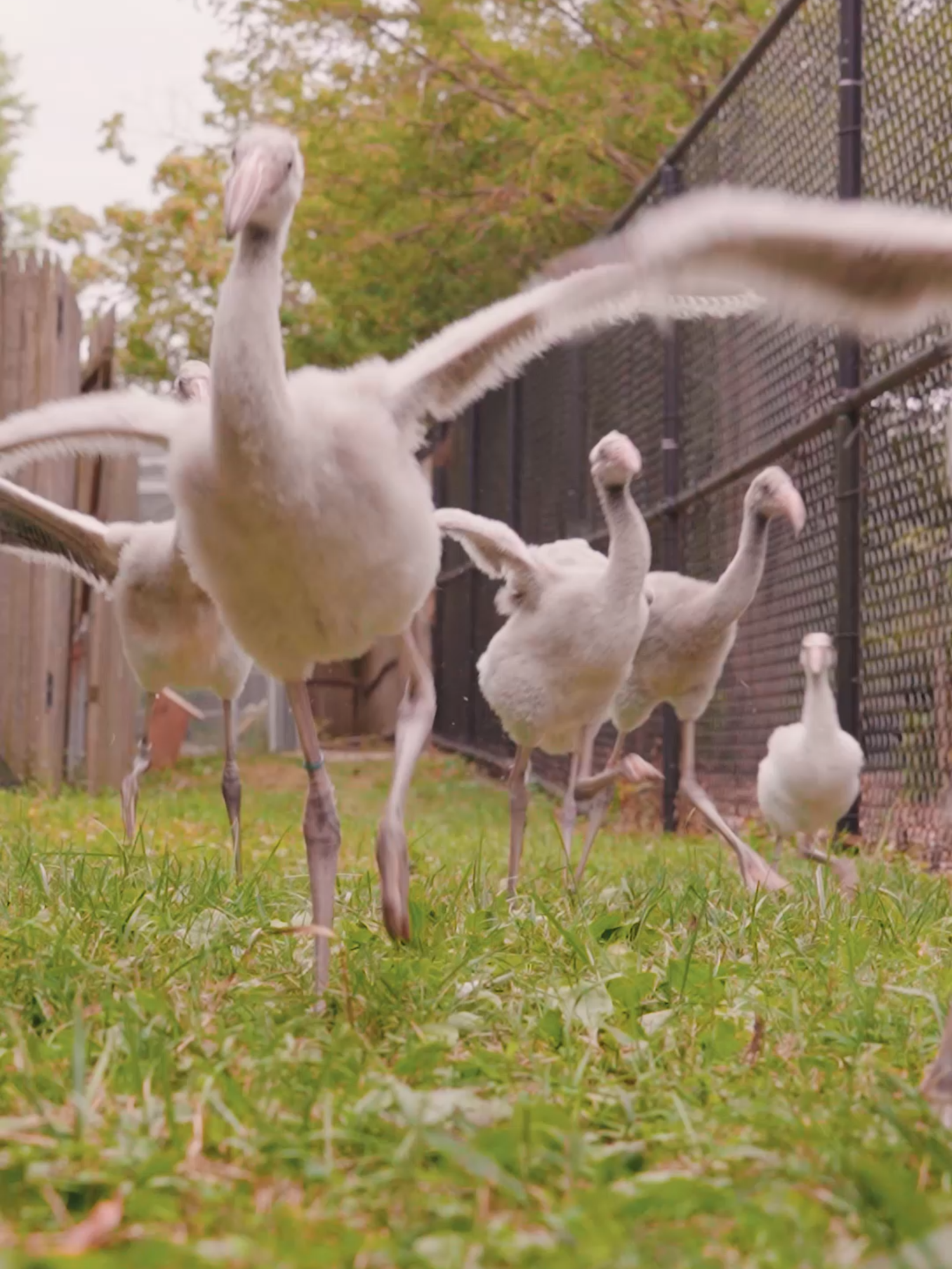 30 seconds of flamingo playtime for your Thursday evening!  #flamingochicks #fyp #toledozoo #cuteanimals