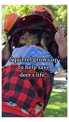 Squirrel led a rescue!❤️ #wholesome #animals 