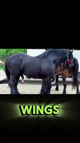 Flying Without Wings: The Spirit of Riding #HorseRiding #FlyingWithoutWings #EquestrianDreams #FreedomInRiding #HorseLovers #EquestrianLife #RideAndFly #GraceAndPower