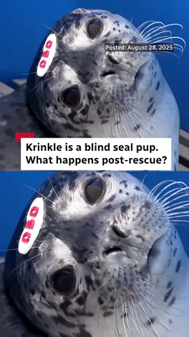 It's a busy time of year for harbour seal caretakers at the Vancouver Aquarium rescue centre, as staff determine which animals can be released and which will have to stay in their care. Darius Mahdavi spoke with the rescue centre about what kinds of seals they take in, and what’s involved in getting them back in the wild. #seals #animals #aquarium #cbcnews #bc #britishcolumbia #cbc #animalsoftiktok 