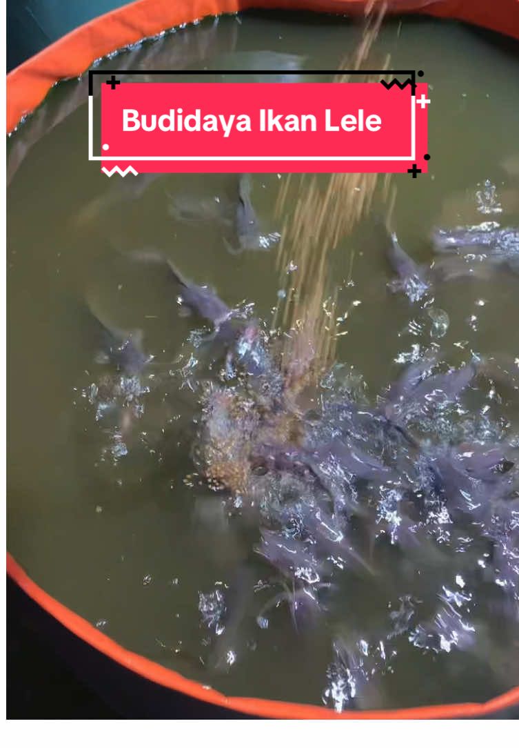 Budidaya ikan lele pake kolam terpal tanpa rangka D1 T45 kapasitas 200 ekor #kolamterpal 