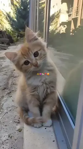 cats#kiran #follow #veiws #veiwsproblem💔😶 #foryoupage 