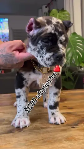 #pupoies #doglife available now