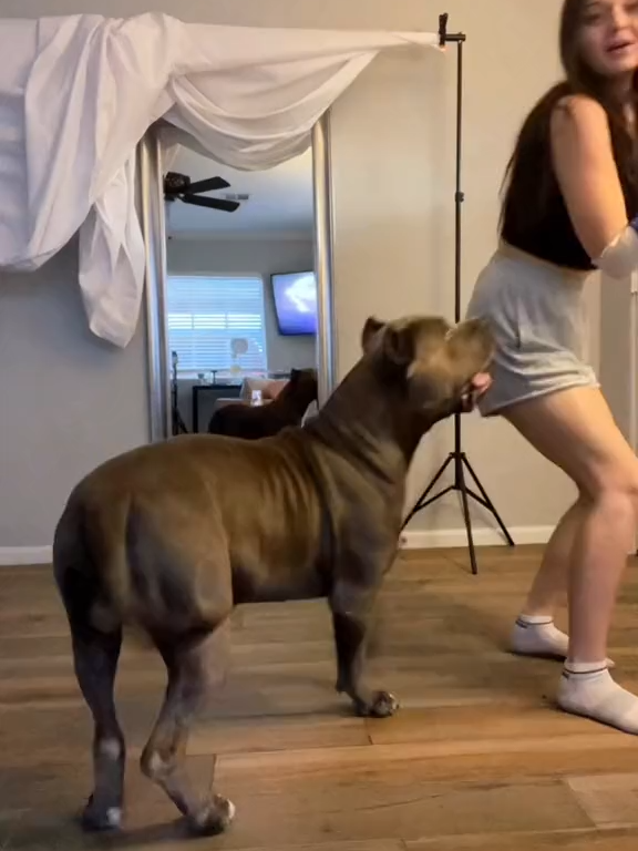#rockhardt#denisefrazier#denisefraziervideo#fyp#makemefamous#mydogslife#fyppp #fypp#Missisippi #us#thailand#foryour#foryoupage❤️❤️ #doggo#doggosoftiktok#doglovers#xyzbcafyp #knot#moviestar#diesel #bgk