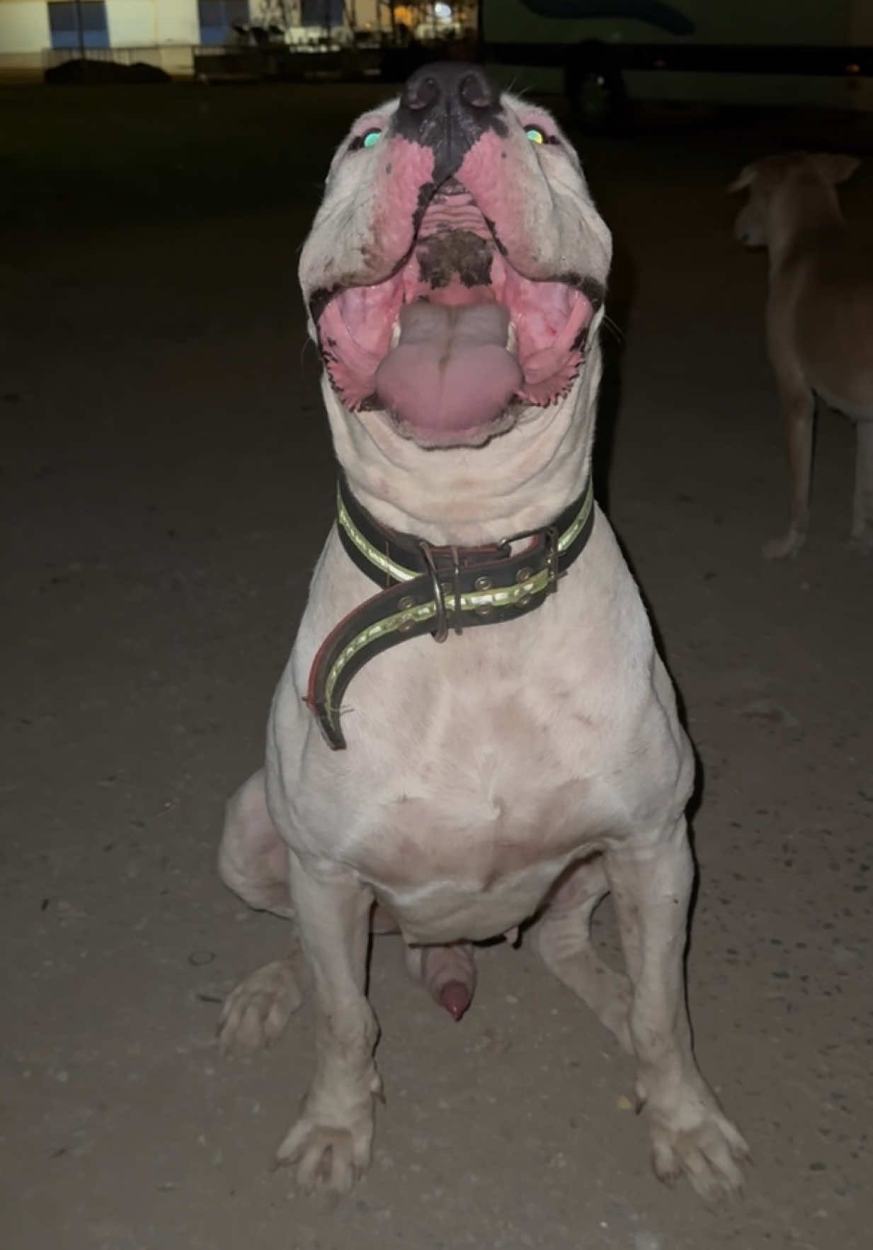 #fyp #dogo #dogoargentino #malinois #🇲🇦🇩🇿🇹🇳 