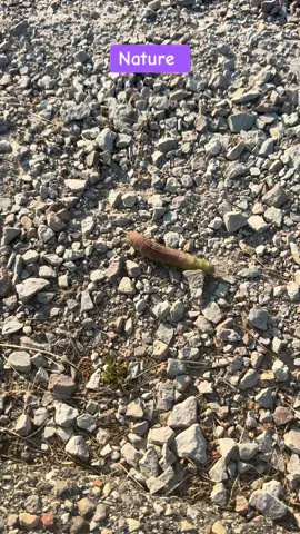 💜I saved this little beautiful creature from getting ran over by a bike.🤣 #savinglives #naturalbeauty #nature #Outdoors #outside