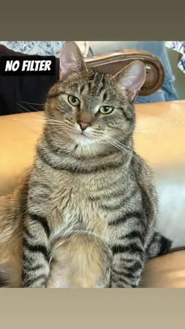 Fat cat. Skinny cat