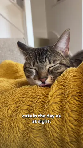 Never a dull moment with cats! 🤣 #cat #tabby #funnycat #fyp 