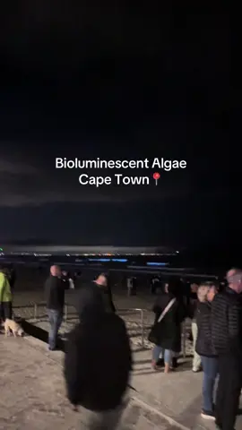 #capetown #southafrica #southafricatiktok>= #beach #bioluminescence #explore #bioluminescent #capetowntiktok #plankton