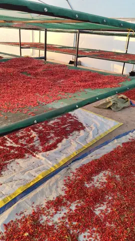 African Bird's Eye Chili 🌶️💰  we're doing organic farming 75% we're the leading company for doing International Export  #food food #spices #chili #buyers #marketing 
