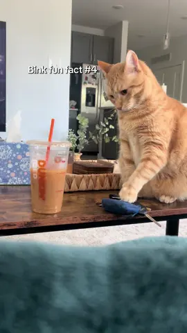 and then he looks at me like how tf did that fall 🤨 GIRL WE BOTH KNOW HOW! #binkstank #orangecat  #catsoftiktok 