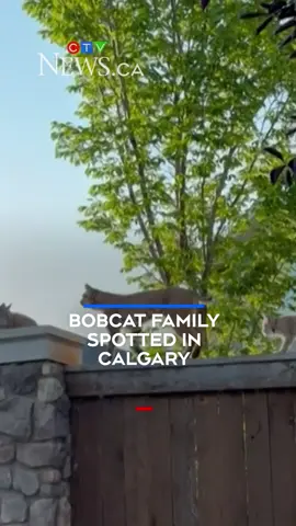 A mother bobcat and her four kittens were spotted in Calgary's Cranston community while walking on top of a fence Wednesday morning. #ctv #ctvnews #news #breakingnews #watch #newstiktok #canada