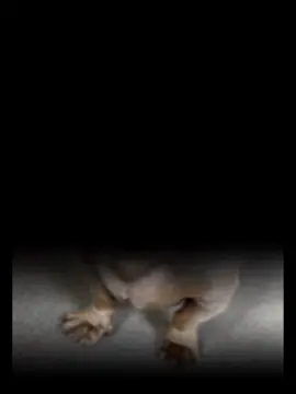 just me slinky #tiktokviral  #dog ##dachshund #dogsoftiktok  #CapCut 