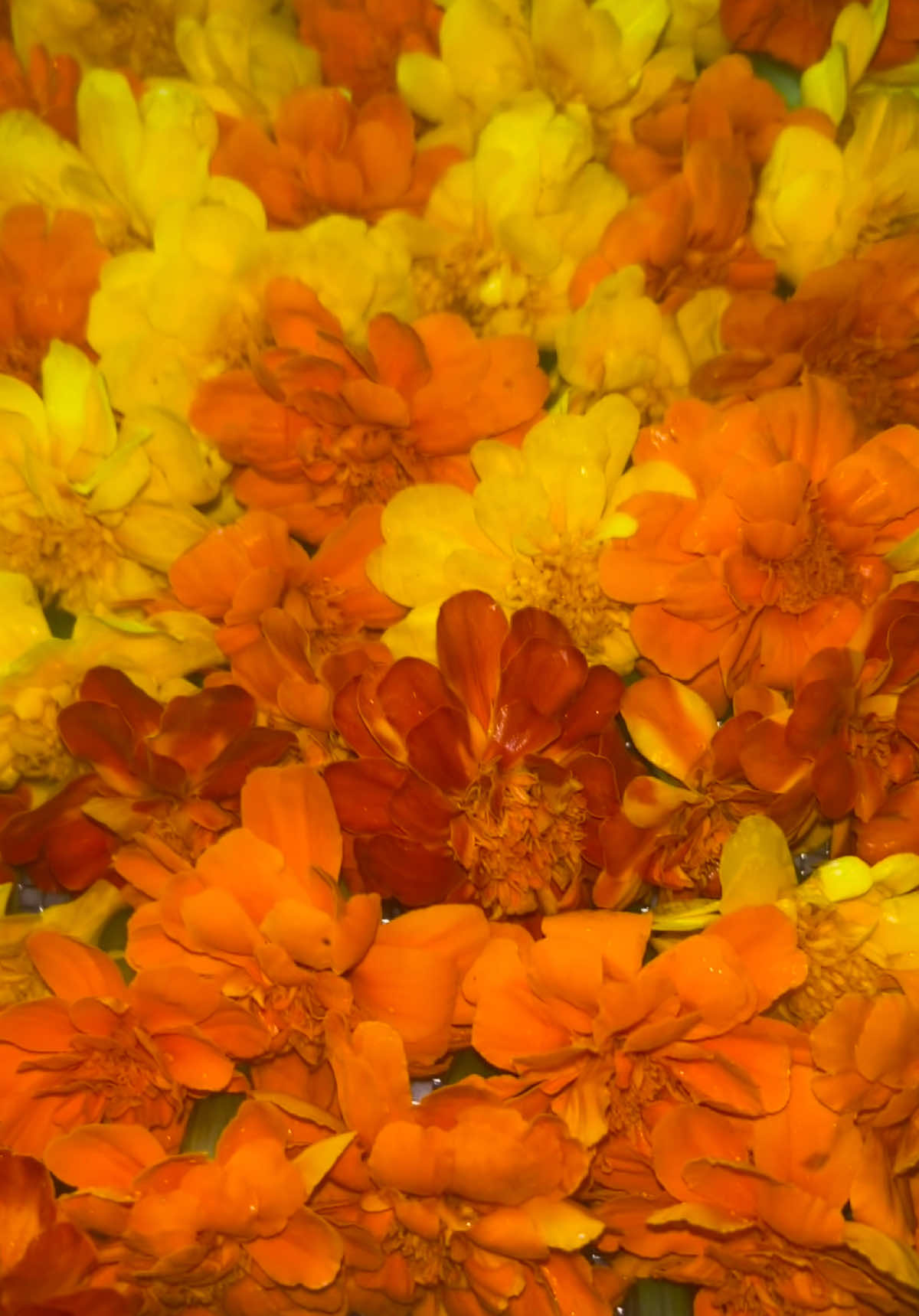 #Gardening