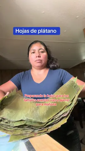 Hojas de plátano #hojasdeplatano#hojas #platano 