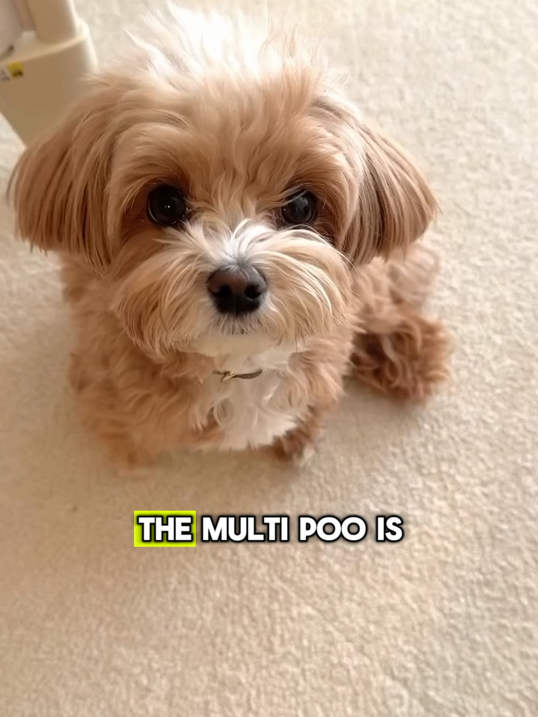 This is the Maltipoo #maltipoo #maltipoosoftiktok #maltipoopuppy #maltipoos #maltipoolife  This video is intended solely for satirical purposes.  Shoutout and full credit goes to the content creators and dog owners featured in this video!