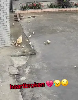 so heartbreaking and heartbroken!!  I get nature but damn!!! ugh!!!  we lost so many chickens this year its frustrating and depressing. I feel for her 😞 always when you least expect it too! you think they're safe/protected but nope. ugh!!!  ●●●SORRY, had to share with you all... #heartbreaking #heartbroken #chickenlife #devastating #upsettingmomentsinlife 