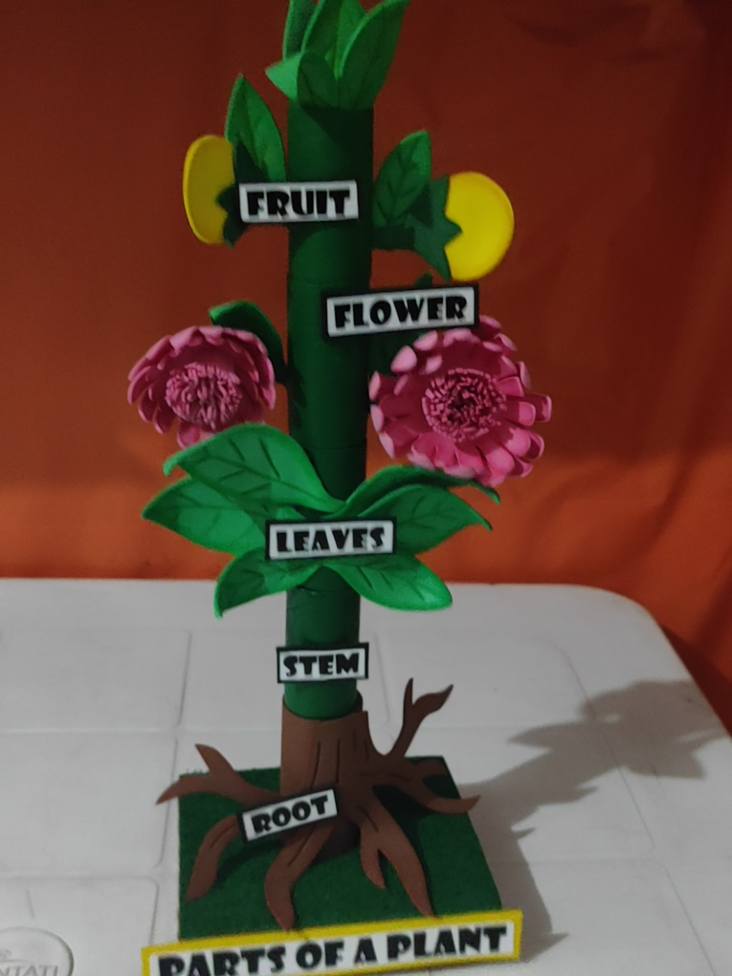 Partes de la planta en Inglés 🌿  Parts of a plant 🌿 #maquetapartesdelaplanta  #maquetas  #maquetasescolares  #maquetascreativas  #trabajosescolares 