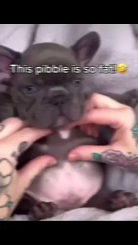 So sad🫩@Piibblerpickler #foryoupageofficiall #pibblesoftiktok #viraltiktok #dogsoftiktok #pibble  