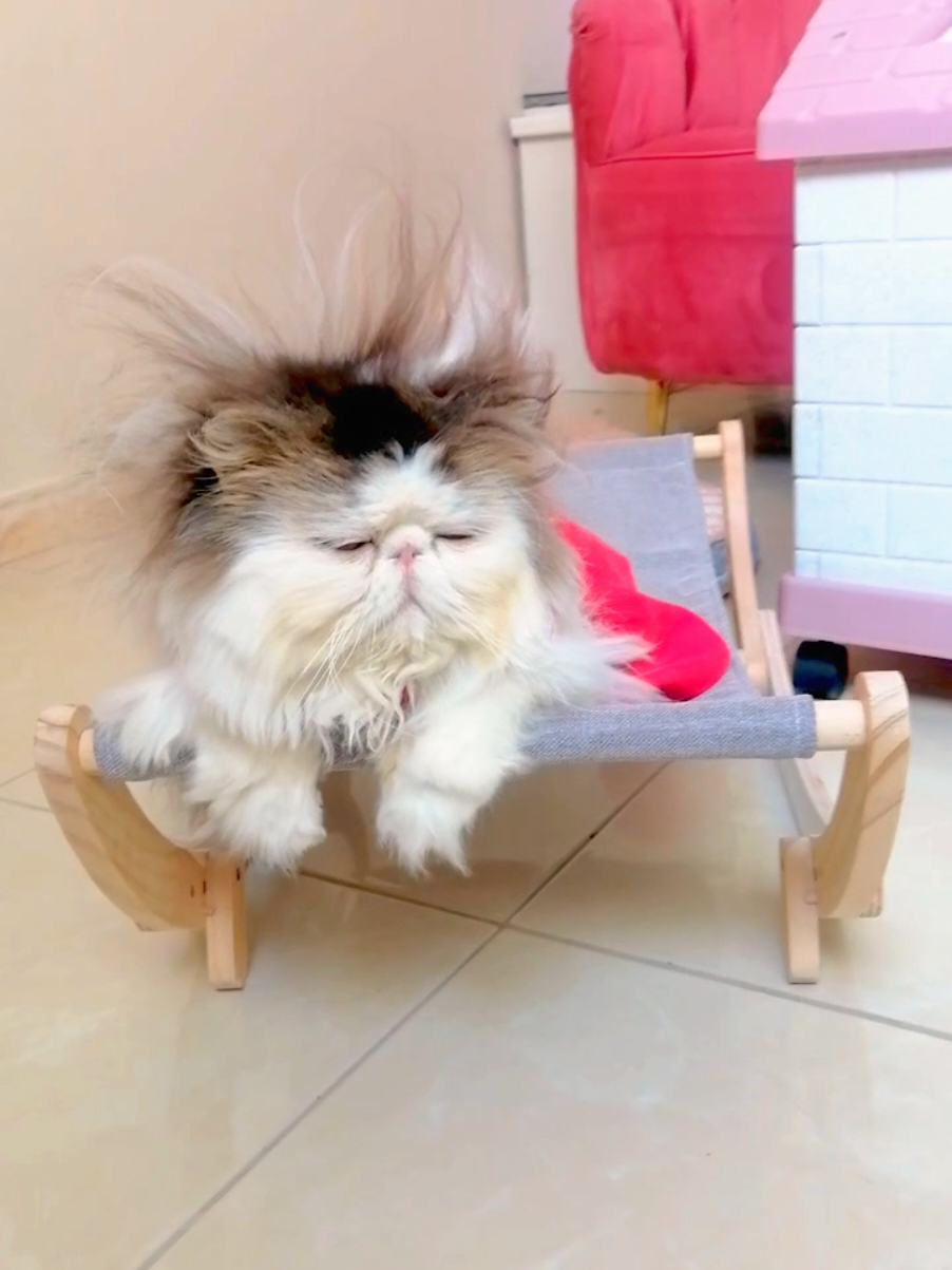 روزي❤️#القطة_روز #catfamily 