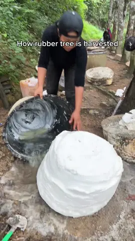 Pure natural rubber is harvested  #rubbertree #ASMR #oddlysatisfying #nature #satisfyingvideos 