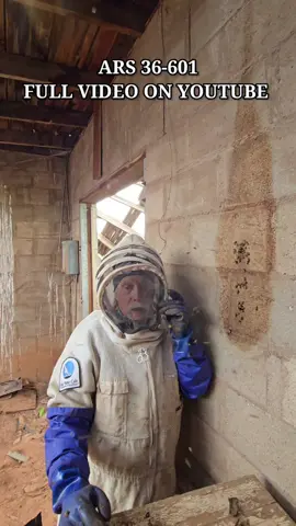 Mineshaft Miscreants #killerbeeguy #invasivespecies #killerbee #honeybee 