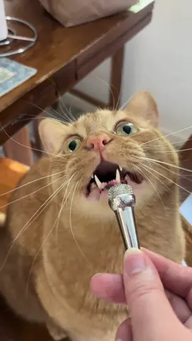 He got hungry at the end #catsoftiktok #cat