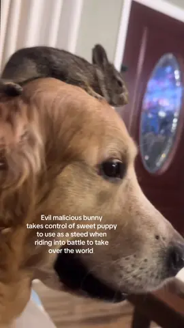 Back to these things ig for now  - #spirituality #bunny #puppy #malicious #evil 