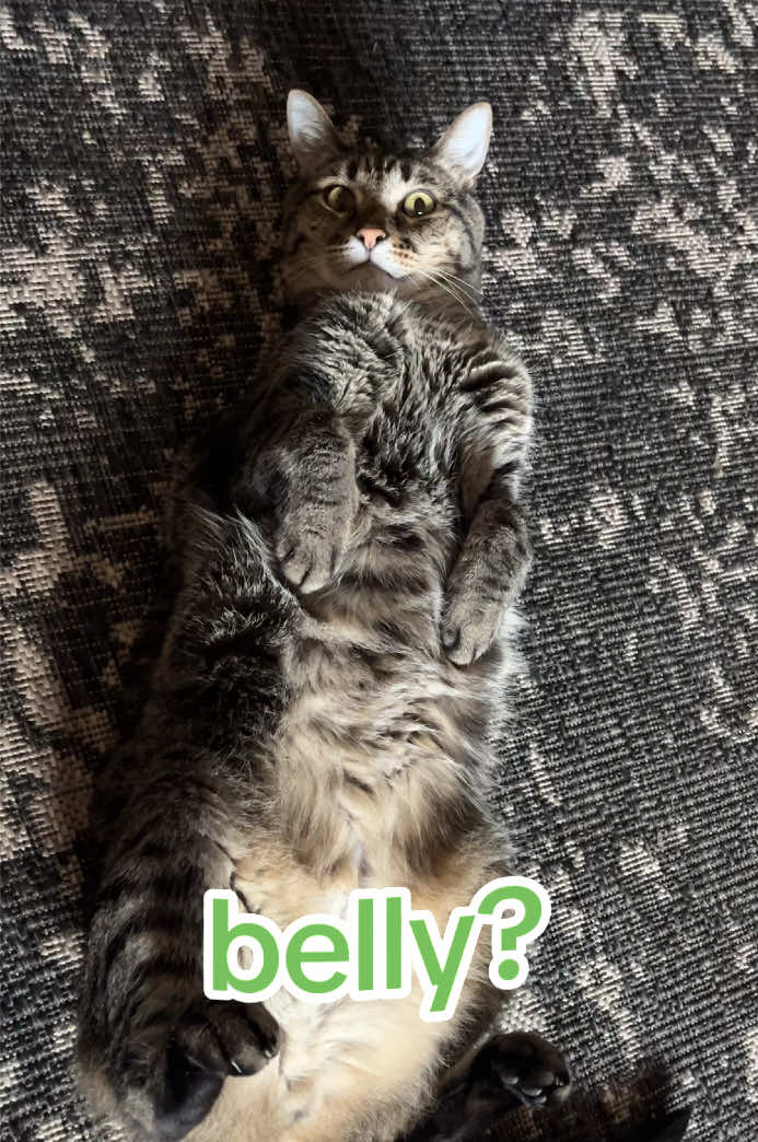 IT’S A TRAP! 🪤  He does it on purpose, he knows what he’s doing.  #surprise #itsatrap #tacocat #kitties #softkitty 