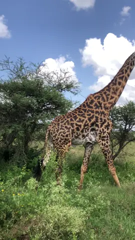 🦒 Did you know… no two giraffes have the same spot pattern? It’s their fingerprint of the wild! Come see these gentle giants up close on safari. 🌍✨ #giraffe #SafariExperience #WildAfrica #trendingvideo #fyp 