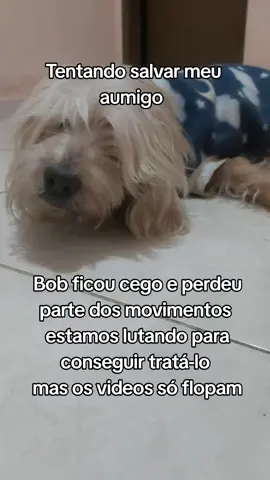 Tentando salvar a vida do meu aumigo  #vaiprafy #alzheimer #cinomose #foryoupage 