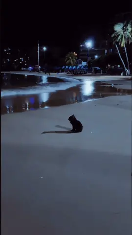 cat aura farming before gta 6 (song: ilyTOMMY - 3 AM) *unreleased* #ilytommy #underground #catsoftiktok #aesthetic #tiktok 