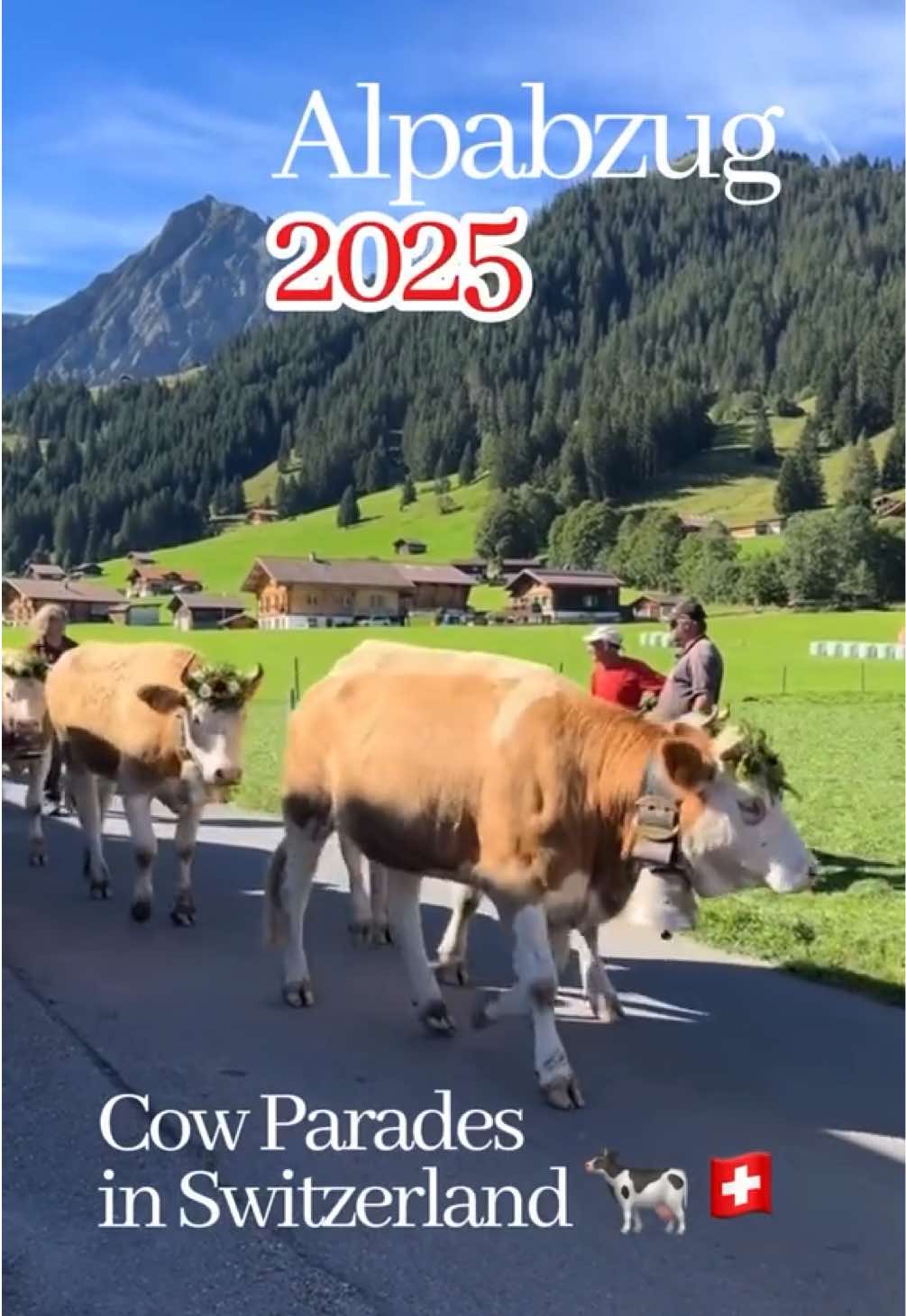 🐄✨ Alpabzug 2025 is here! Every autumn, Switzerland celebrates the Alpabzug (also called désalpe). This tradition goes back centuries: when the first snow approached, farmers brought their cows down from high alpine pastures to the valleys. The best milk cows were decorated with flower crowns, and huge bells were hung to show pride. Today, the parades are not only about farming — they’re a living piece of Swiss heritage, full of color, music & local food. 📍 Where & When (Highlights 2025): ▪️6 Sep — Gstaad (Bern) ▪️13 Sep — Müstair (Graubünden) & Innertkirchen (Bern) ▪️21 Sep — Lauterbrunnen (Mäderalp & Wengernalp, Bern) ▪️25 Sep — Eggiwil (Bern) ▪️27 Sep — Plaffeien (Fribourg), Kerns (Obwalden) 🍂 Why go? It’s the perfect mix of Swiss folklore, alpine views, and the chance to taste farm cheese & mountain specialties. 💡 Tips for Visitors: ▪️Arrive in the morning (10–11h is peak time). ▪️Try the alpine cheese stands — many farmers sell cheese aged over the summer. ▪️Use public transport; small villages get very crowded. ▪️Take time to enjoy the folklore shows (yodel, alphorn, traditional dancing). ▪️Bring a jacket — it can feel like summer in the valley but autumn on the mountain! 👉 Which parade would you love to see most? #Alpabzug #Switzerland #SwissTradition #CowParade #swiss 