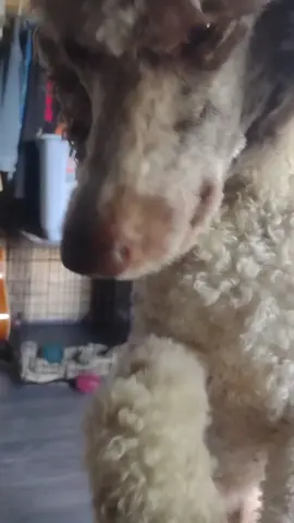 finaly got a good video of sparrow smiling 😭🙏🏻 #dogssmiling #dogsoftiktok #goldendoodle #poodlemix #fyp 