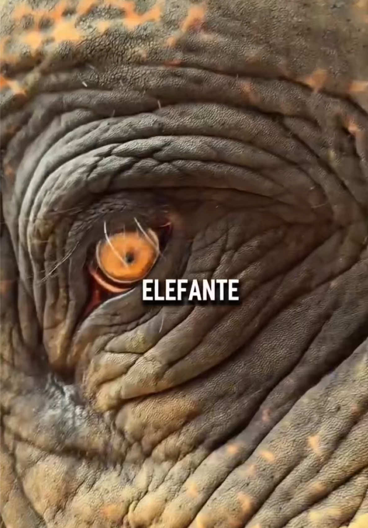 Que curioso 🧐 #animals #nature #curiosidades #paratiiiiiiiiiiiiiiiiiiiiiiiiiiiiiii #paratii 
