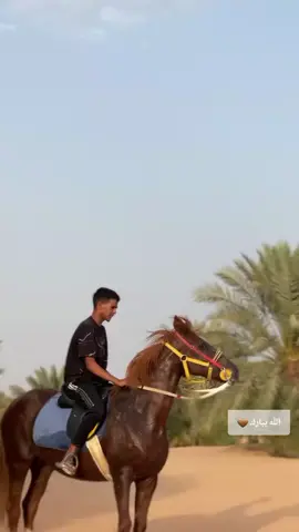 الله يبارك 🫀💕#بشاير #خيل_وخياله🐎 #مصورين #مالي_خلق_احط_هاشتاقات #اللهم_صلي_على_نبينا_محمد 