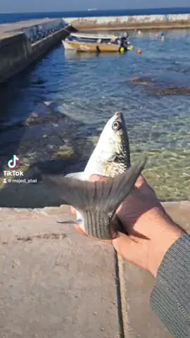 #LIVEIncentiveProgram #LIVEwithlowfollowers #PaidPartnership #شوفو كوكوك كيف مدلع#السمك_عم_يلعب_لعب 