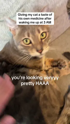 GOOD MORNING LITTLE KITTYYYY EVEN THOUGH YOU WAKE ME UP YOURE STILL PRETTYYYY ✨tingalingalinga✨ 