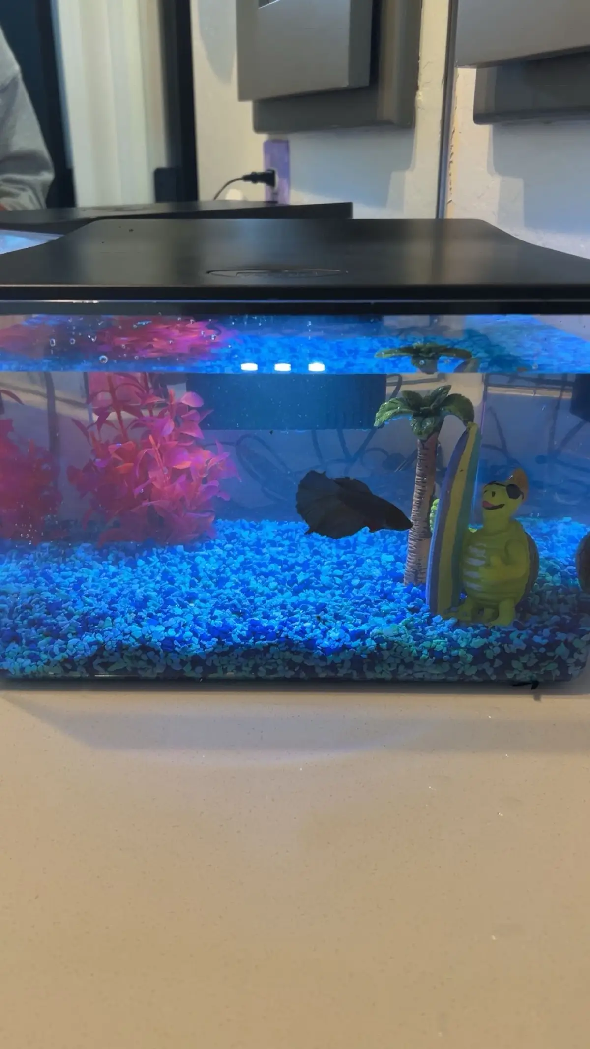 Mar 14 - Aug 28 🕊️ fly high buddy 🥺