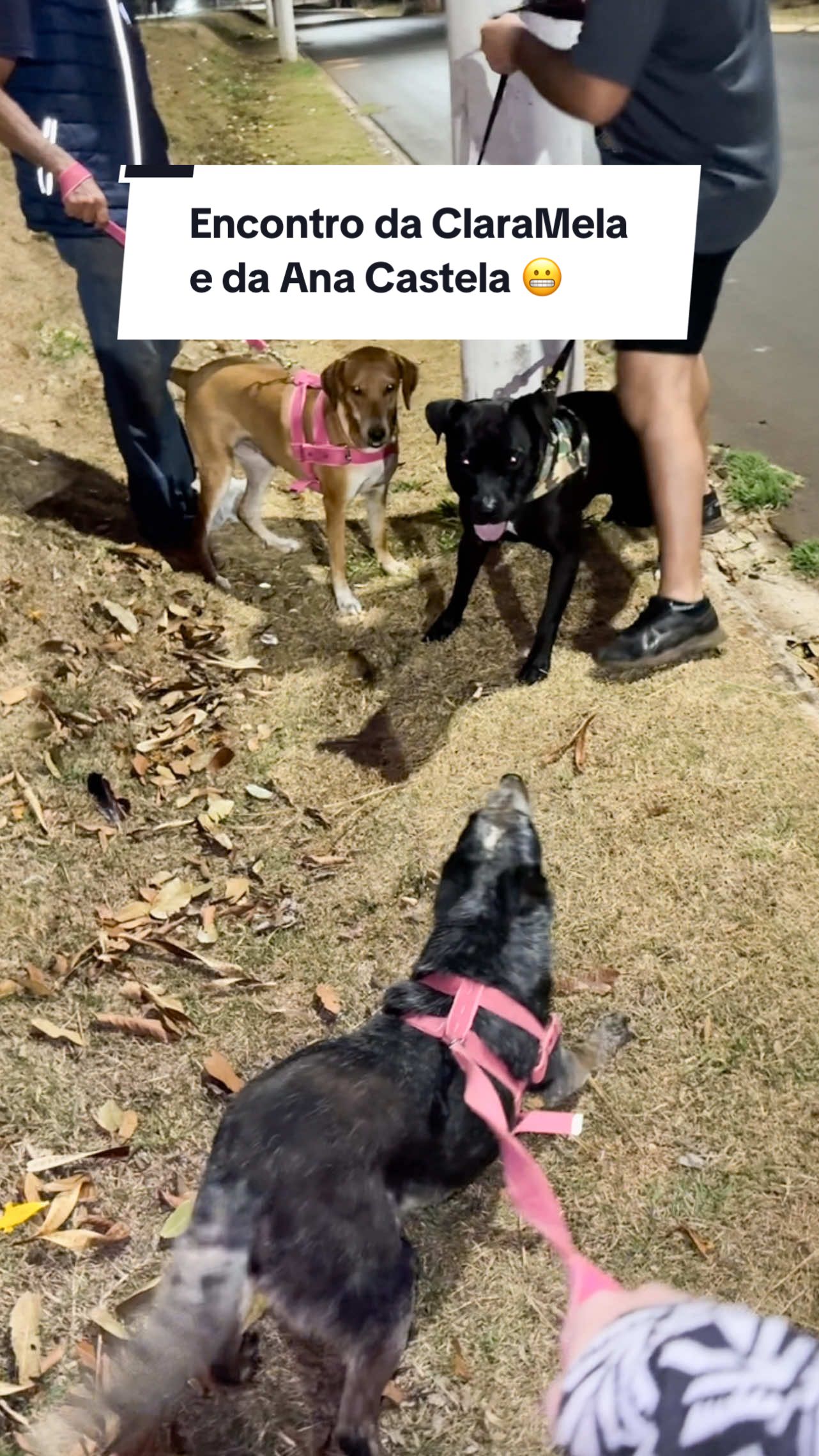 Encontro da ClaraMela e da Ana Castela 😬 Mas essa loira é encrenqueira demais gente 🙄 Tamo quase nos tornando a versão pet da Virgínia, Zé Felipe e Ana Castela 🤣 Vote em mim para o Prêmio iBest ⭐️  Seu voto e apoio é muito importante e estou contando com isso 🥹🙏 O link para votar em mim está na minha bio 🥰❤️ #cachorro #cachorros #pitbull #blueheeler #viralata 
