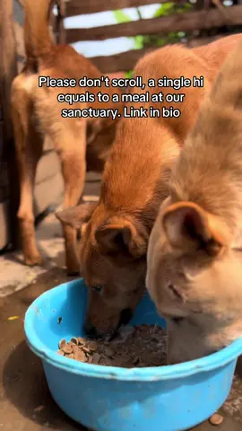 #foryoupage #dogsoftiktok 