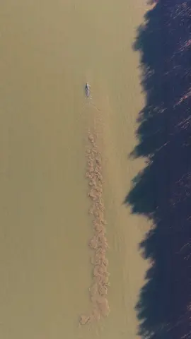 Croc fights - Days are becoming hotter and tempers becoming shorter on the lower Ord. This feisty croc was trying to pick fights with everyone in the area. But would quickly learn that he’s slightly smaller than they are, resulting in a quick retreat…  #naturevideography#dronevideography#thekimberleyaustralia#eastkimberley#saltwatercrocodile