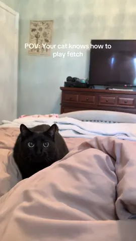 And he catches it in his mouth😸#blackcats #blackcat #CatTikTok #tiktokcats #blackcatsoftiktok 