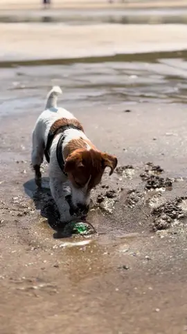 Crazy beach days ☀️⛱️🦀 #jackrussell #jackrussellsoftiktok #jackrussellterrier #dogbeach 