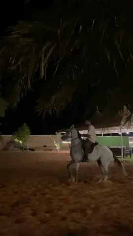 #305 #خيل_وخياله🐎 #مطير 