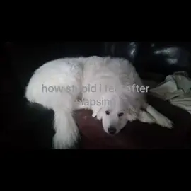 guys dogs do this when they’re embarrassed or sad x#relatable #fyp #MentalHealth #relapse #dogs 