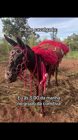 Ansioso todo 😂🤠 #cavalgada #peao #muares #trend 