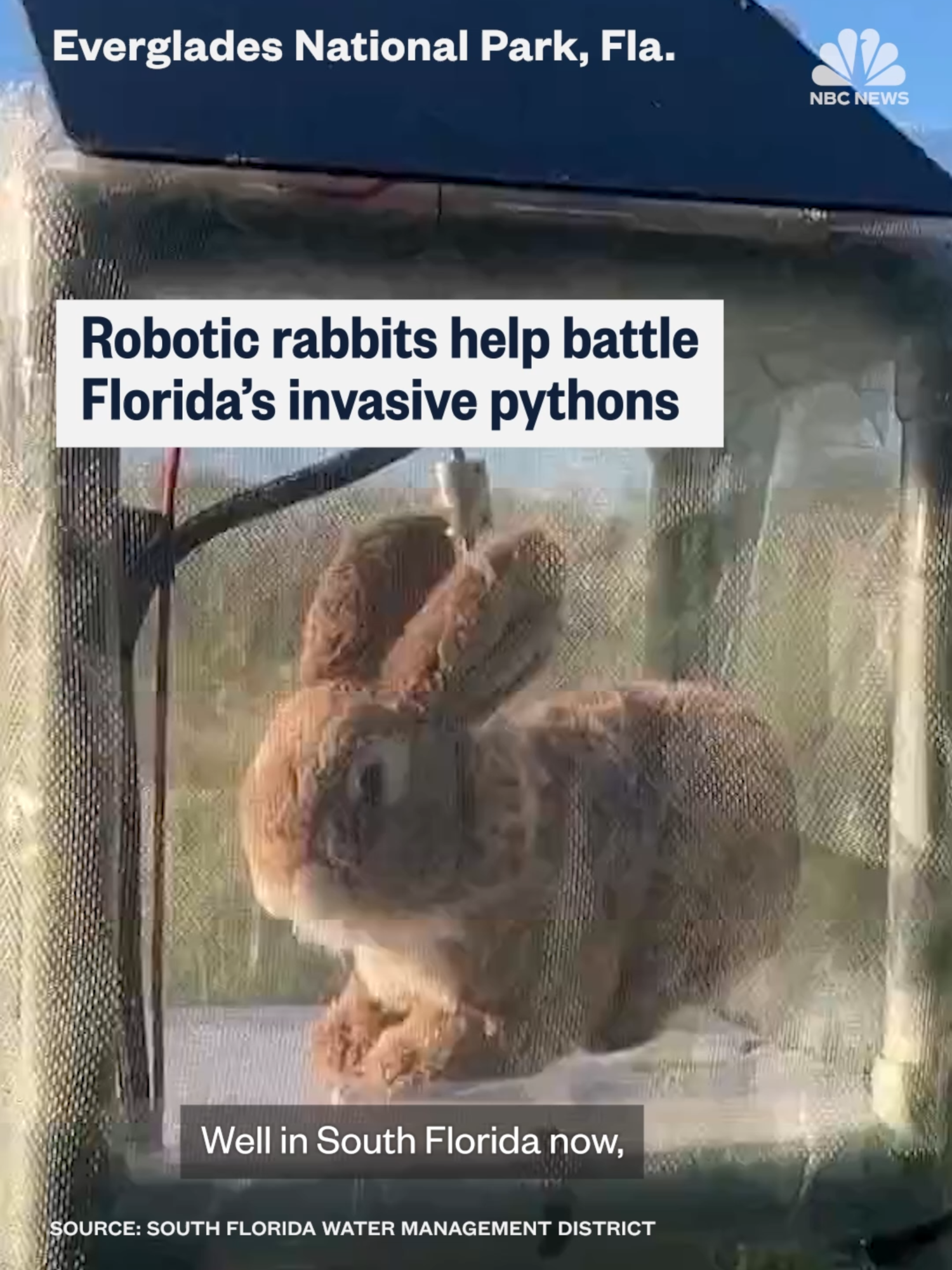Furry robots that look, move and smell like real #rabbits are being used to lure and capture invasive Burmese #pythons in South #Florida. The #snakes are being blamed for a massive decrease in small mammals in #Everglades National Park.